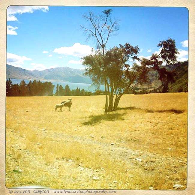 Lake Hawea Station